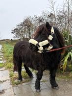 Jument shetland, Animaux & Accessoires, Poneys, Vermifugé, Poney de récréation, Poney A (jusqu'à 1.17 m), Ne s'applique pas