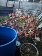 Jonge rode leghennen, Dieren en Toebehoren, Pluimvee, Vrouwelijk, Kip