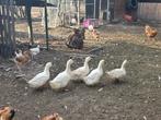 Peking eenden, Dieren en Toebehoren