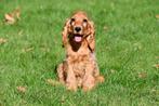 Engelse Cocker Spaniël pups te koop, Dieren en Toebehoren, Honden | Retrievers, Spaniëls en Waterhonden, 15 weken tot 1 jaar, Buitenland