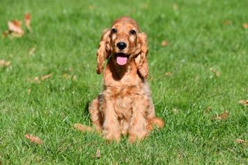 Engelse Cocker Spaniël pups te koop beschikbaar voor biedingen