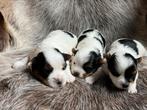 Biewer pups, Yorkshire Terriër, België, Reu, CDV (hondenziekte)