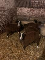 Zwartbles jaarling ooien geb 2023, Animaux & Accessoires, Moutons, Chèvres & Cochons