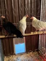 Couple d'Onagadori blancs, Animaux & Accessoires, Volatiles, Plusieurs animaux, Poule ou poulet