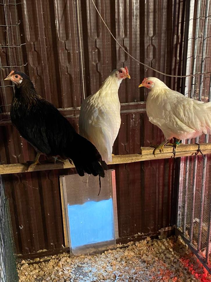 Couple d'Onagadori blancs, Animaux & Accessoires, Volatiles, Poule ou poulet, Plusieurs animaux