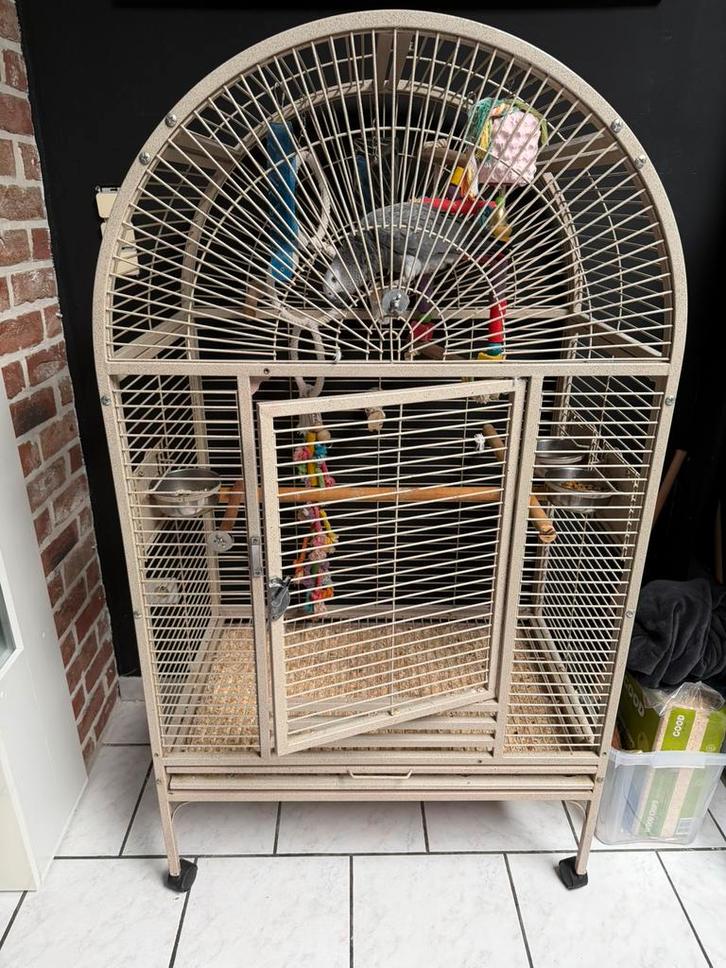 Femelles gris du Gabon 7 mois avec cage, Animaux & Accessoires, Oiseaux | Cages & Volières, Comme neuf, Enlèvement