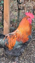 Haan, Dieren en Toebehoren