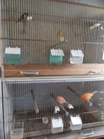 lot kanaries, Dieren en Toebehoren, Zangkanarie
