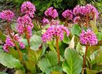 Bergenia - pot 9 cm, Printemps, Enlèvement, Autres espèces, Plante fixe