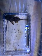 pleco bristlenose, Vis, Zoetwatervis
