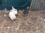 3 serama hennen en een A klasse haantje, Dieren en Toebehoren