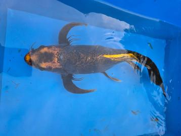 Sluier koi, Autres espèces
