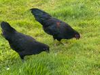 Jong koppel kippen, Dieren en Toebehoren