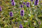 Agastache 'Black Adder', Tuin en Terras, Planten | Tuinplanten, Ophalen, Zomer, Vaste plant, Volle zon