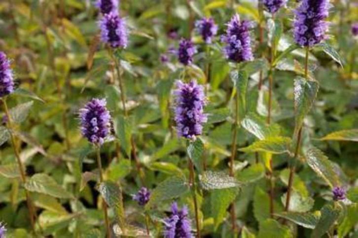 Agastache 'Black Adder', Jardin & Terrasse, Plantes | Jardin, Plante fixe, Plein soleil, Été, Enlèvement