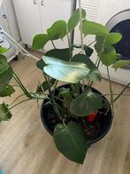 monstera met zwarte ikea pot met waterreservoir, Huis en Inrichting, Kamerplanten, Overige soorten, Minder dan 100 cm, Ophalen of Verzenden