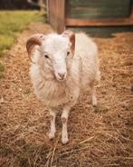 Ouessant ram, Dieren en Toebehoren, Schapen, Geiten en Varkens, Mannelijk, Schaap, 0 tot 2 jaar