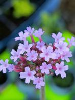 Verbena bonariensis / ijzerhard, lees beschrijving, Tuin en Terras, Planten | Tuinplanten, Volle zon, Vaste plant, Zomer, Ophalen
