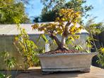 drietandesdoorn, Tuin en Terras, Planten | Bomen, Ophalen
