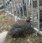 Parelhoen, Dieren en Toebehoren, Pluimvee