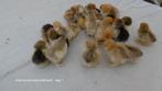 dag kuikens van brahma collumbia buff /zwart groothoen, Kip, Geslacht onbekend