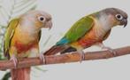 Pyrrhulla, 4 maanden oud, Dieren en Toebehoren, Dwergpapegaai of Agapornis