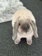 Konijn, Dieren en Toebehoren, Konijnen, Vrouwelijk, Klein, Hangoor, 0 tot 2 jaar