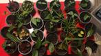 Zelfopgekweekte Miniplantjes te koop 2euro per stuk., Enlèvement