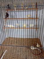 Mooien groote gezonde vogels kanaries, Dieren en Toebehoren, Ophalen