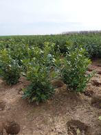 Prunus Laurocerasus 'Rotundifolia' = Paplaurier, Enlèvement