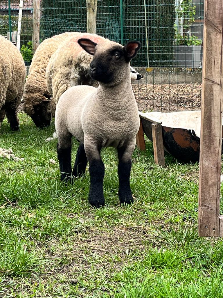 Hampshire down ramlam, Mannelijk, Schaap, 0 tot 2 jaar