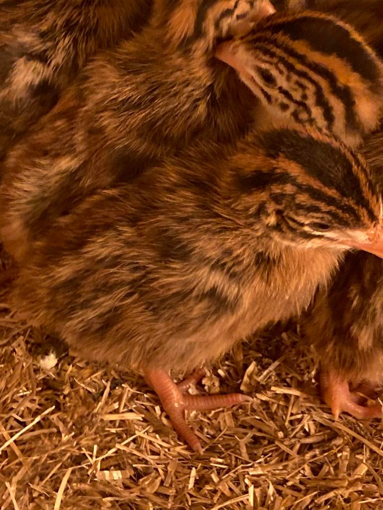 Parelhoenders kuiken 4,5 per stuk