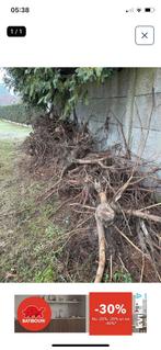 Boomstronken. Liggen droog onder bomen., Enlèvement