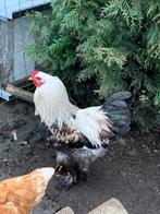 Bramha hanen, Dieren en Toebehoren, Pluimvee