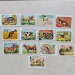 Lot oude prentjes : dieren, Ophalen of Verzenden