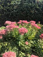 Plant/verplant nu sedum 3euro, Ophalen of Verzenden, Vaste plant