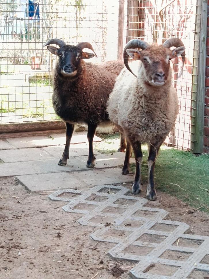 2 cages + agneau, Animaux & Accessoires, Moutons, Chèvres & Cochons