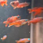 Pseudomugil Luminatus - aquariumvissen, Dieren en Toebehoren, Vis, Zoetwatervis