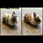 Dwergkonijntje leeuwenkopje, Dieren en Toebehoren