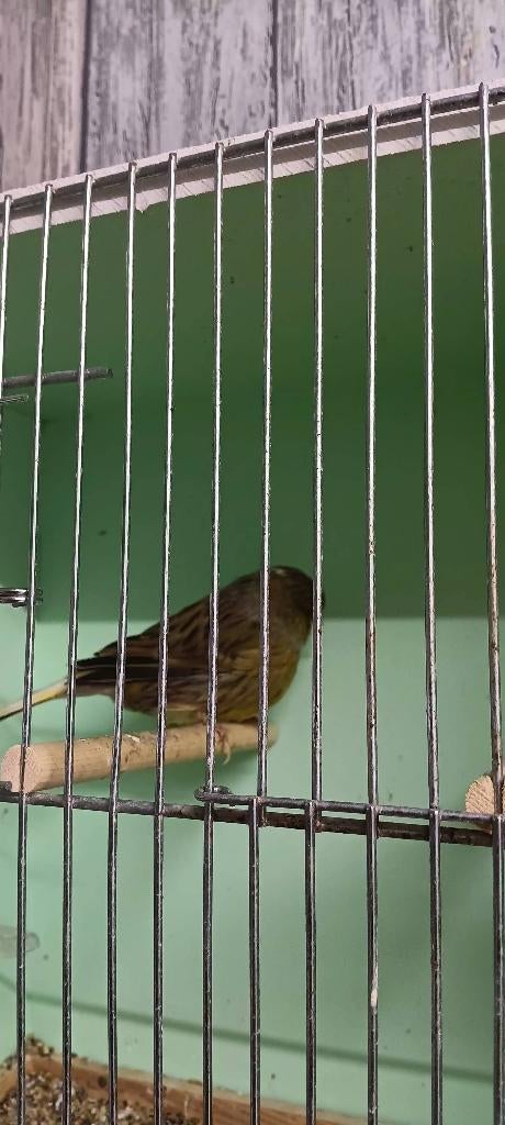 Glosters consort, Mâle, Canari de posture