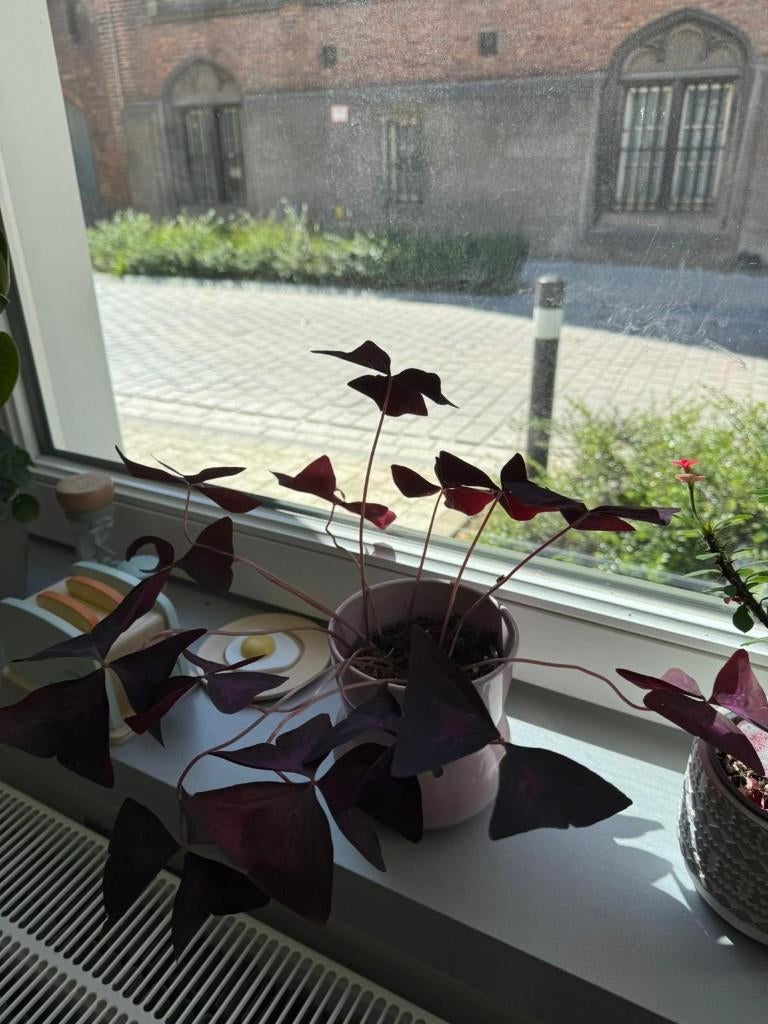 Plante d'intérieur - pot inclus, Maison & Meubles, Plantes d'intérieur, Enlèvement ou Envoi