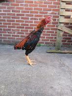 Hint 2025, Dieren en Toebehoren