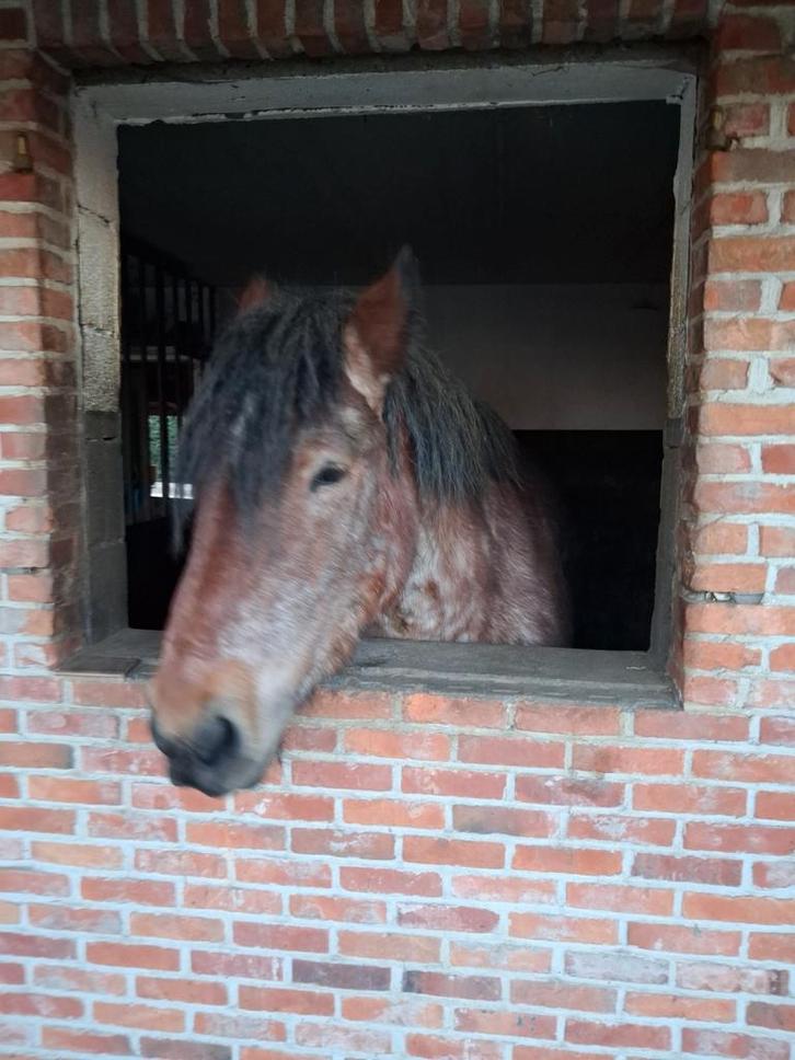 Super gemakkelijk trekpaard, Dieren en Toebehoren, Paarden, Merrie, M