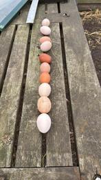 Verse eieren te koop, Dieren en Toebehoren, Pluimvee, Kip