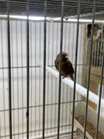 Chardonneret, Ophalen