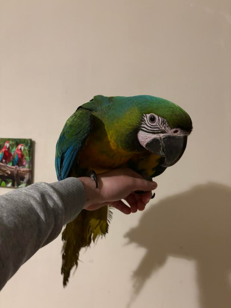 Supertam jong miligold ara, Mâle, Perroquet, Parleur