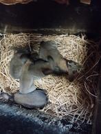 Jonge (vlees)konijnen te koop