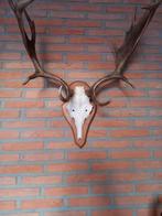 Damhert Schedel met groot gewei op houten plateau., Verzamelen, Dierenverzamelingen, Ophalen, Schedel