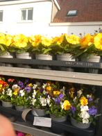 Wie wil een aardig eurootje bijverdienen met bloemen naar de