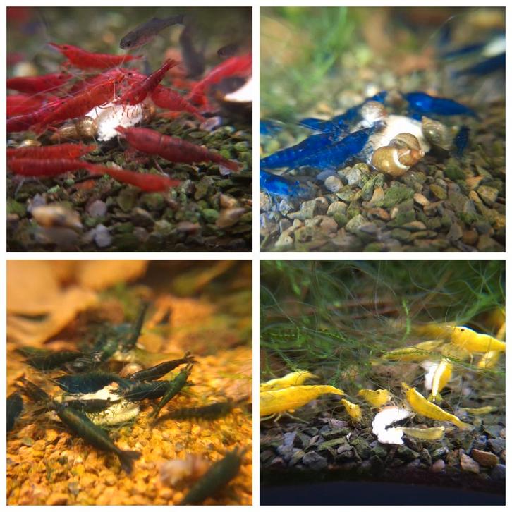 Neocaridina garnalen, Dieren en Toebehoren, Vissen | Aquariumvissen, Zoetwatervis, Kreeft, Krab of Garnaal, Schoolvis